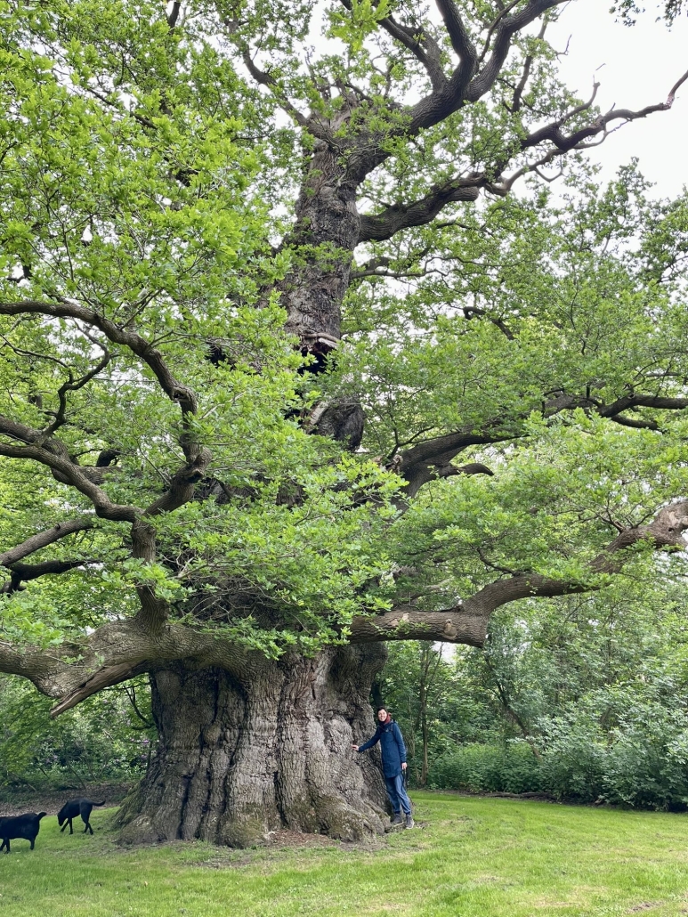 Coaching met Oer-boom